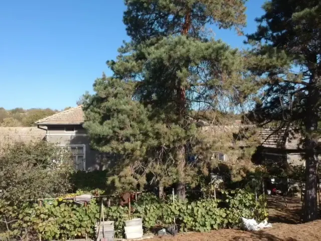 Mason Farmhouse - Blagoevo - thumbnail 4